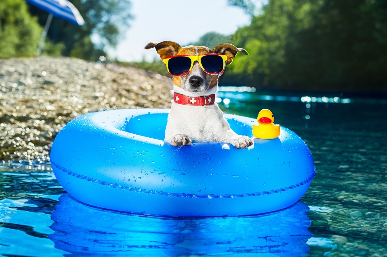 Dogs_Summer_Jack_Russell_terrier_Glasses_595654_1280x853